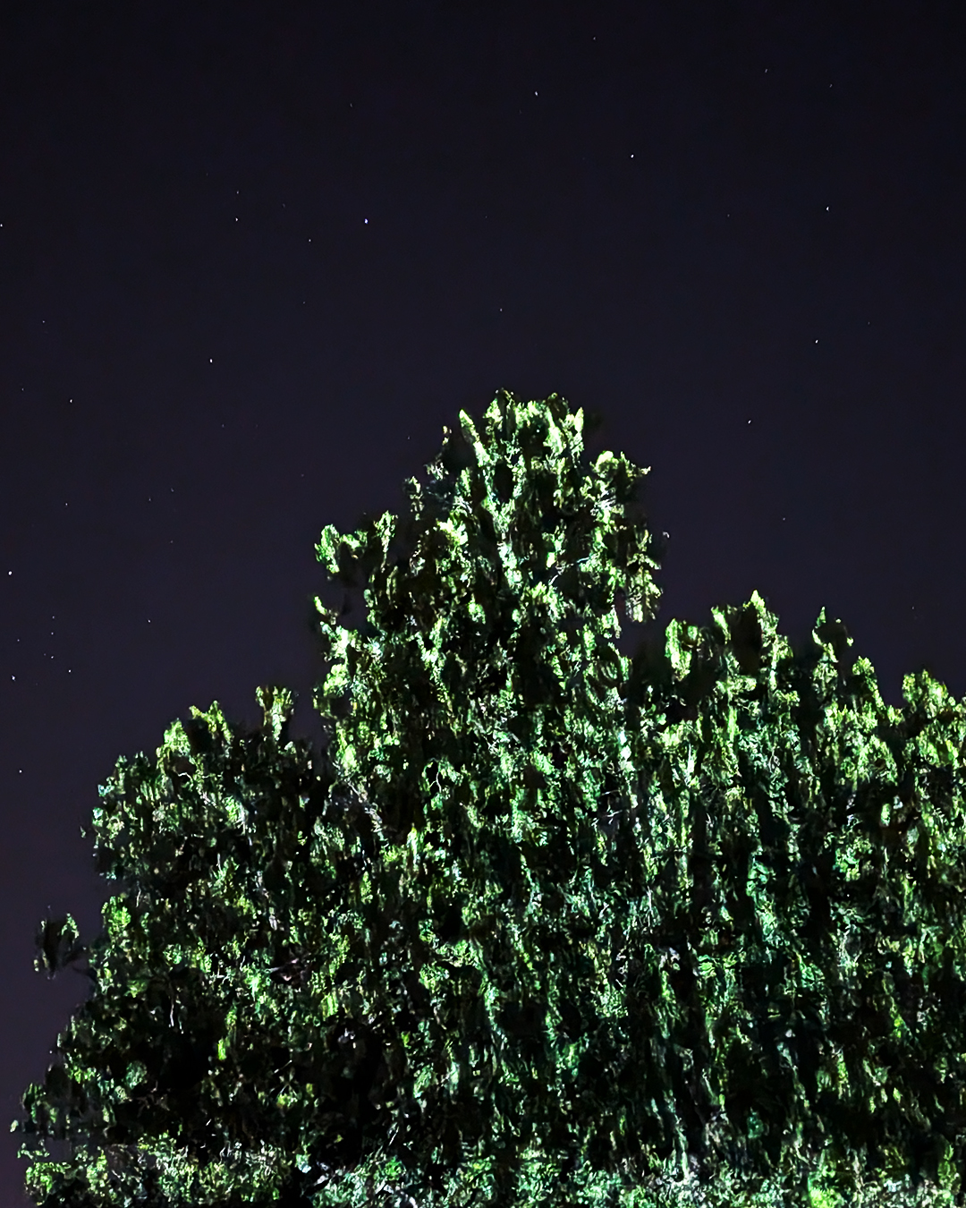 imagen de arbol con partículas
